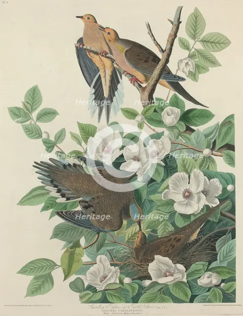 Carolina Pigeon or Turtle Dove, 1827. Creator: Robert Havell.