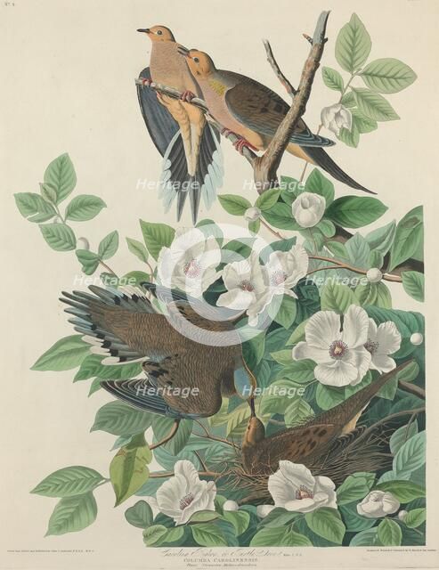Carolina Pigeon or Turtle Dove, 1827. Creator: Robert Havell.
