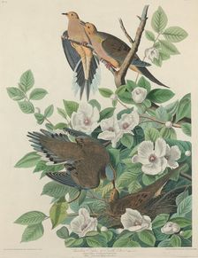 Carolina Pigeon or Turtle Dove, 1827. Creator: Robert Havell