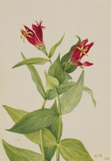Carolina Pink (Spigelia marylandica), 1932. Creator: Mary Vaux Walcott