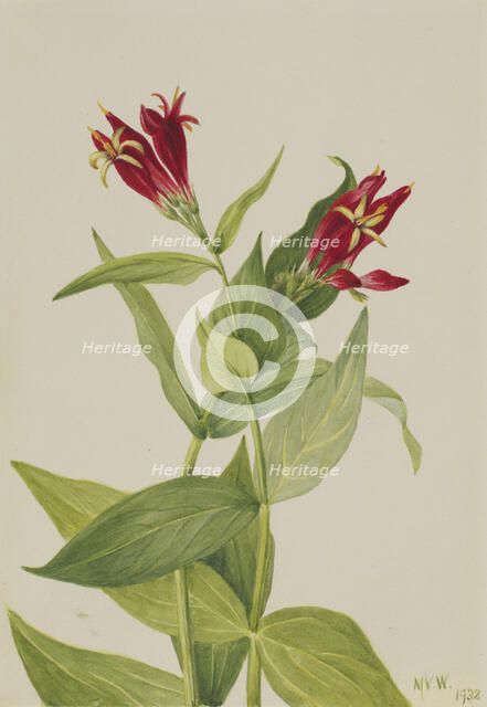 Carolina Pink (Spigelia marylandica), 1932. Creator: Mary Vaux Walcott.