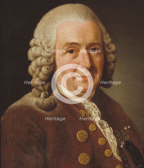 Carl von Linné, 1707-1778, botanist, professor, 1775. Creator: Alexander Roslin.
