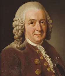 Carl von Linné, 1707-1778, botanist, professor, 1775. Creator: Alexander Roslin