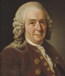 Carl von Linné, 1707-1778, botanist, professor, 1775. Creator: Alexander Roslin