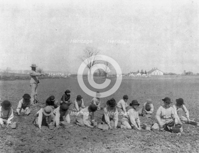 Carlisle Indian School, Carlisle, Pa. Boys digging for potatoes(?) in field, 1901. Creator: Frances Benjamin Johnston.