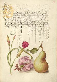Carnation, Martagon Lily, and Pear, 1561-1562; illumination added 1591-1596. Creator: Joris Hoefnagel