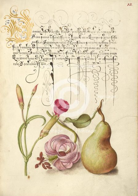 Carnation, Martagon Lily, and Pear, 1561-1562; illumination added 1591-1596. Creator: Joris Hoefnagel.