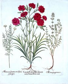Carnation, Cat Thyme and Common Lavender Cotton, from Hortus Eystettensis by Basil Besler (1561-1