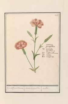 Carnation (Dianthus), 1596-1610. Creators: Anselmus de Boodt, Elias Verhulst