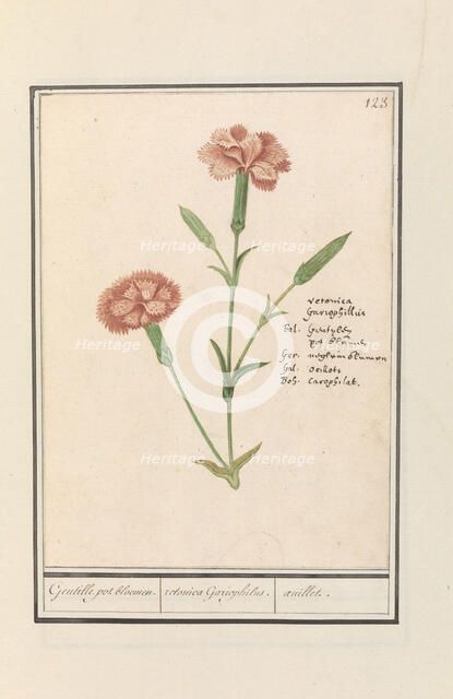 Carnation (Dianthus), 1596-1610.  Creators: Anselmus de Boodt, Elias Verhulst.