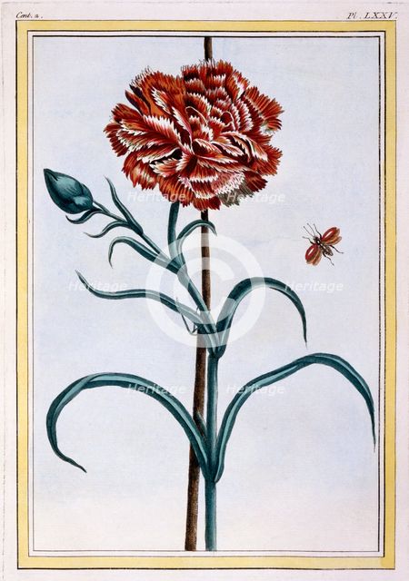 Carnation,  pub. 1776. Creator: Pierre Joseph Buchoz (1731-1807).