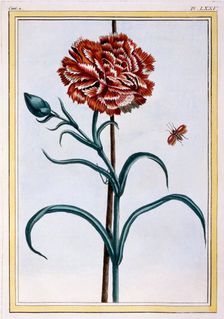 Carnation, pub. 1776. Creator: Pierre Joseph Buchoz (1731-1807)