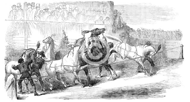 Carnival Races at Rome, 1856.  Creator: Unknown.