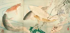 Carp with Wisteria, c1889. Creator: Tsukioka Yoshitoshi