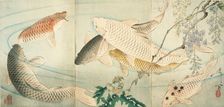 Carp with Wisteria, c1889. Creator: Tsukioka Yoshitoshi