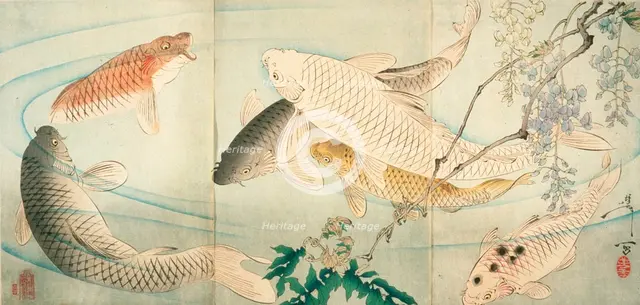 Carp with Wisteria, c1889. Creator: Tsukioka Yoshitoshi.