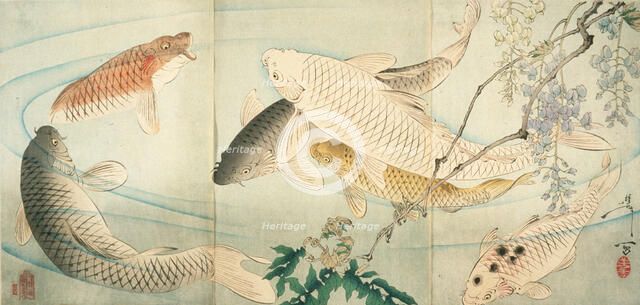 Carp with Wisteria, c1889. Creator: Tsukioka Yoshitoshi.