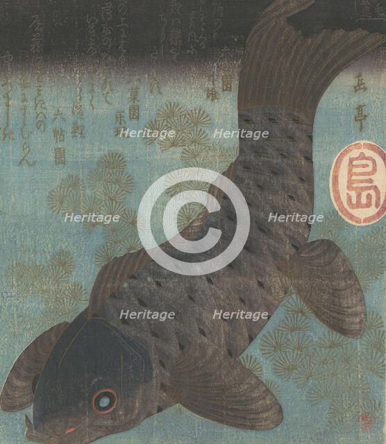 Carp and Pine. Creator: Gakutei.