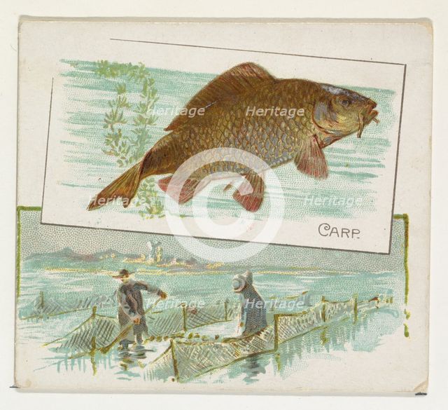 Carp, from Fish from American Waters series (N39) for Allen & Ginter Cigarettes, 1889. Creator: Allen & Ginter.