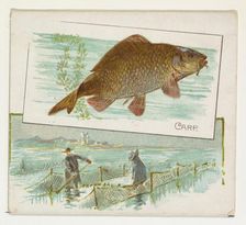 Carp, from Fish from American Waters series (N39) for Allen & Ginter Cigarettes, 1889. Creator: Allen & Ginter