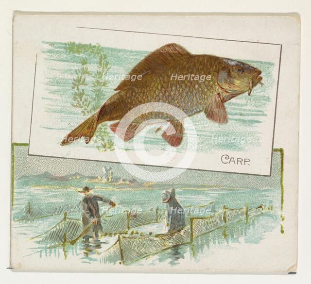 Carp, from Fish from American Waters series (N39) for Allen & Ginter Cigarettes, 1889. Creator: Allen & Ginter.