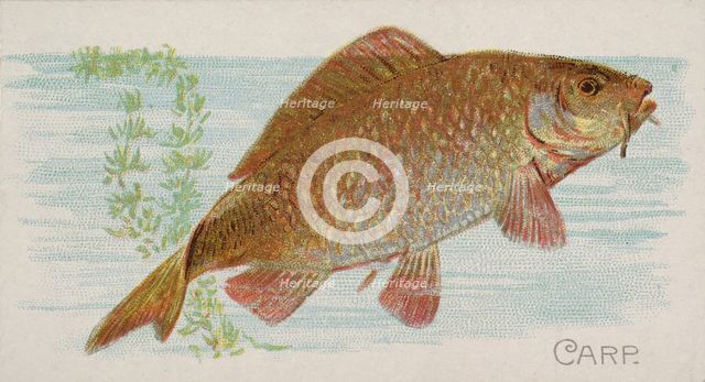 Carp, from the Fish from American Waters series (N8) for Allen & Ginter Cigarettes Brands, 1889. Creator: Allen & Ginter.