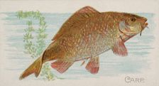 Carp, from the Fish from American Waters series (N8) for Allen & Ginter Cigarettes Brands, 1889. Creator: Allen & Ginter
