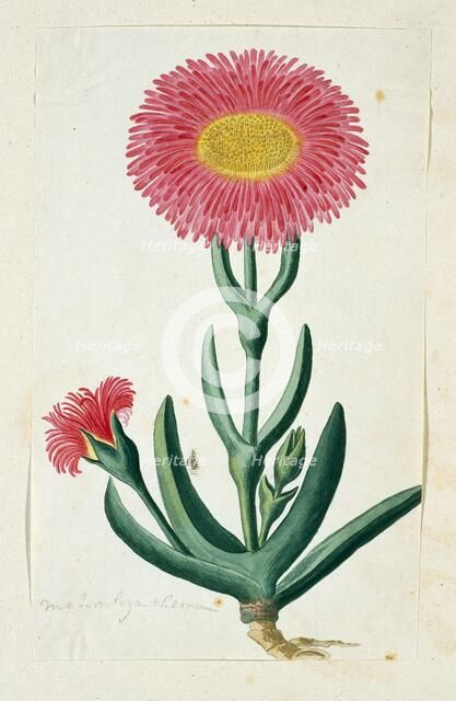 Carpobrotus Quadrifidus L. Bolus, 1777-1786. Creator: Robert Jacob Gordon.