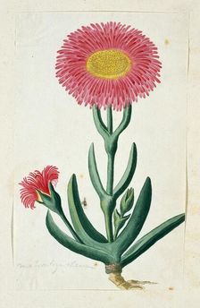 Carpobrotus Quadrifidus L. Bolus, 1777-1786. Creator: Robert Jacob Gordon