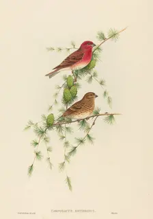 Carpodacus erythrinus (Common Rose Finch). Creators: John Gould, Henry Constantine Richter