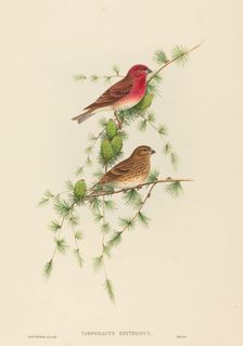 Carpodacus erythrinus (Common Rose Finch). Creators: John Gould, Henry Constantine Richter