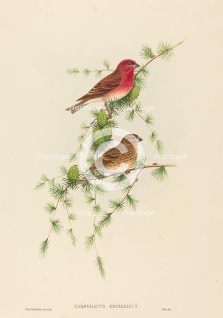 Carpodacus erythrinus (Common Rose Finch). Creators: John Gould, Henry Constantine Richter.