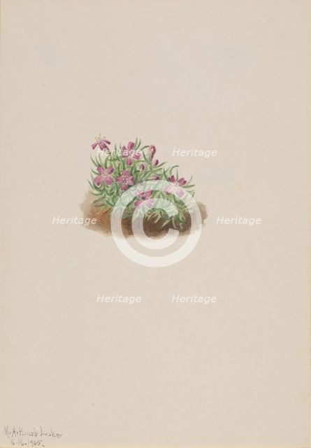 Carpet Pink (Silene acaulis), 1905. Creator: Mary Vaux Walcott.