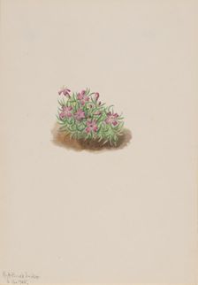 Carpet Pink (Silene acaulis), 1905. Creator: Mary Vaux Walcott