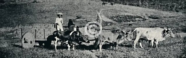 'Carro de boi', 1895. Artist: Paulo Sack.
