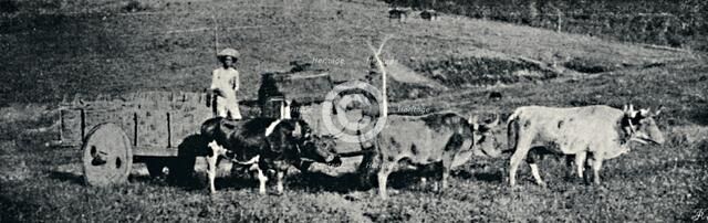 'Carro de boi', 1895. Artist: Paulo Sack.