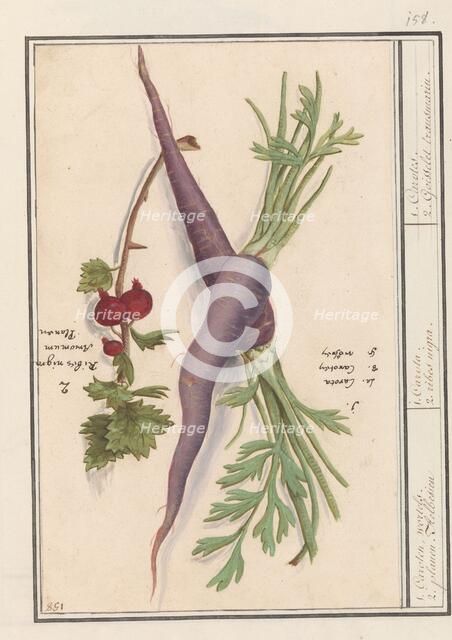 Carrot (Daucus carota) and red currant (Ribes rubrum), 1596-1610. Creators: Anselmus de Boodt, Elias Verhulst.