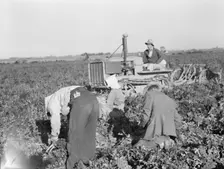 Carrot digger, Imperial Valley, California, 1939. Creator: Dorothea Lange