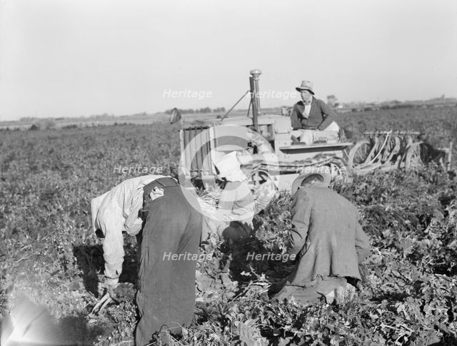 Carrot digger, Imperial Valley, California, 1939. Creator: Dorothea Lange.