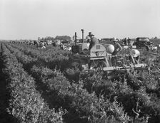 Carrot digger. Imperial Valley, California, 1939. Creator: Dorothea Lange