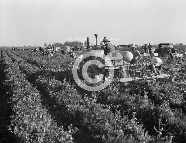 Carrot digger. Imperial Valley, California, 1939. Creator: Dorothea Lange.