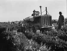 Carrot digger, Imperial Valley, California, 1939. Creator: Dorothea Lange