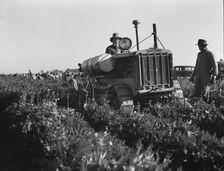 Carrot digger, Imperial Valley, California, 1939. Creator: Dorothea Lange