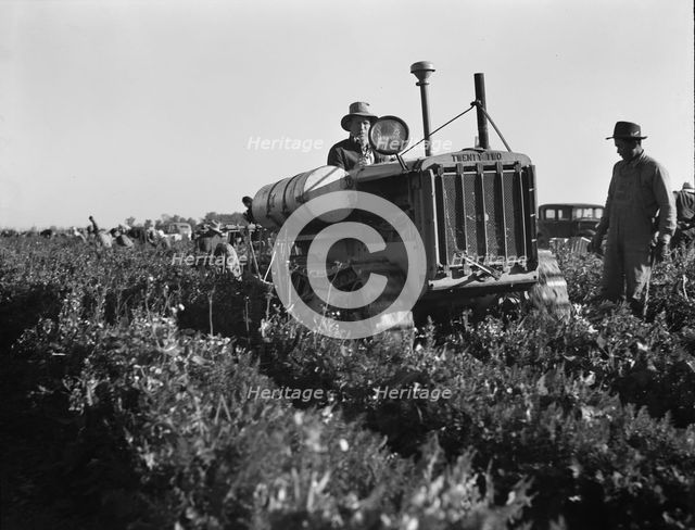 Carrot digger, Imperial Valley, California, 1939. Creator: Dorothea Lange.