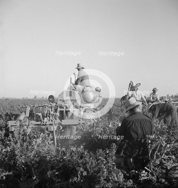 Carrot digger, Imperial Valley, near Meloland, California, 1939. Creator: Dorothea Lange.