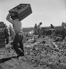 Carrot pullers from Texas, Oklahoma, Arkansas, Missouri and Mexico in Coachella Valley, CA, 1937. Creator: Dorothea Lange