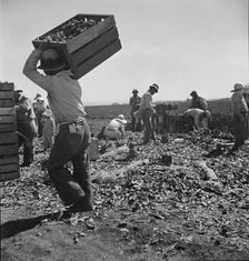 Carrot pullers from Texas, Oklahoma, Arkansas, Missouri and Mexico in Coachella Valley, CA, 1937. Creator: Dorothea Lange