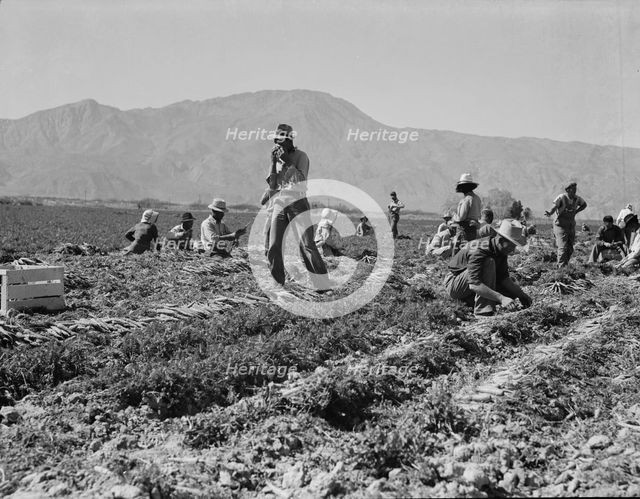 Carrot pullers from Texas, Oklahoma, Arkansas, Missouri and Mexico in Coachella Valley, CA, 1937. Creator: Dorothea Lange.