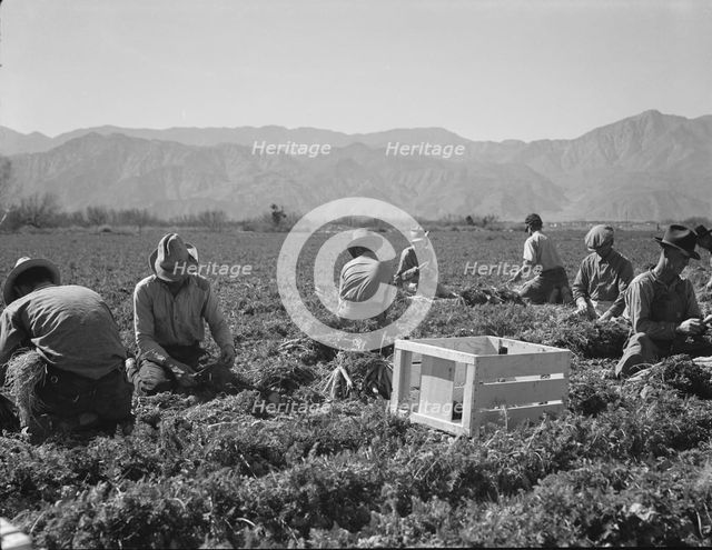 Carrot pullers from Texas, Oklahoma, Missouri, Arkansas and Mexico in California, 1937. Creator: Dorothea Lange.
