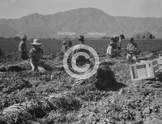 Carrot pullers from Texas, Oklahoma, Missouri, Arkansas and Mexico in Coachella Valley, CA, 1937. Creator: Dorothea Lange.